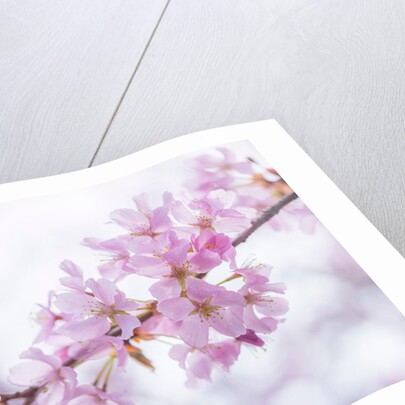 Blossoms by Assaf Frank